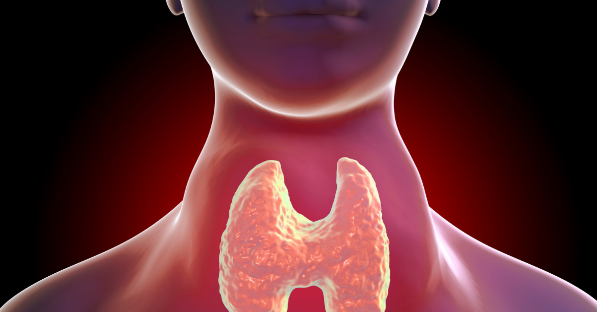 Bright pink/orange image of the thyroid at the front of the neck